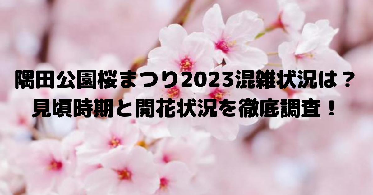 隅田公園桜まつり2023混雑状況は？見頃時期と開花状況を徹底調査！